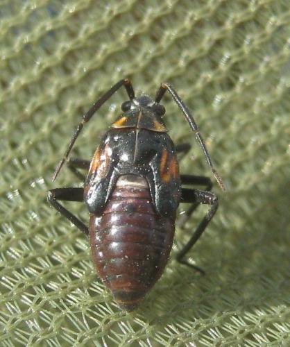 Brachycoleus triangularis